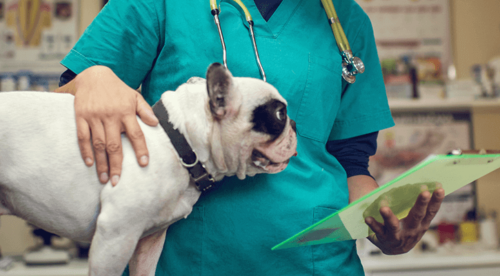 Pet Surgery | Bark Avenue Animal Hospital | Mesa, Arizona